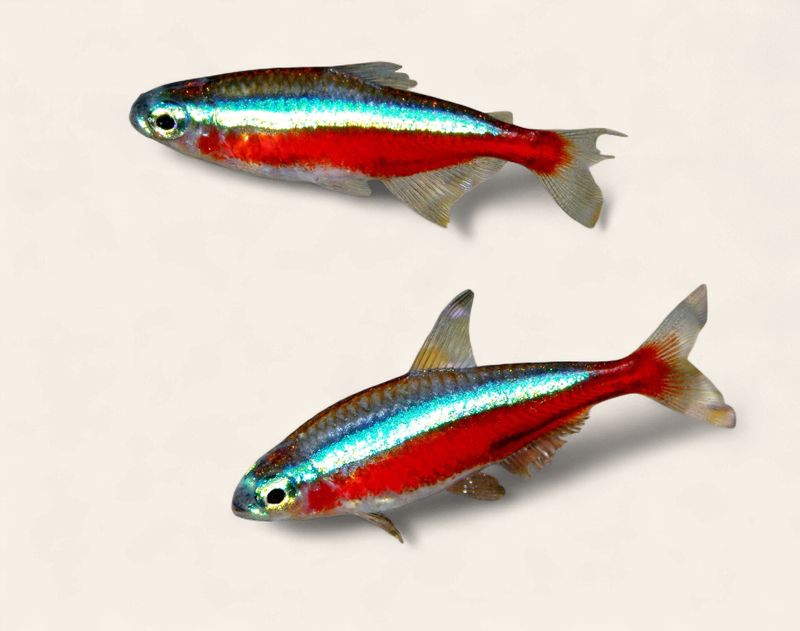 Cardinal Tetra