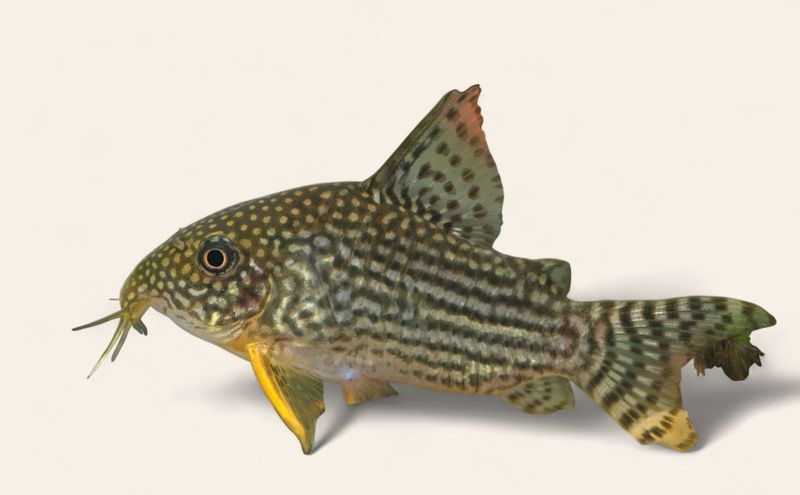 Gold Leopard (Sterbai) Cory