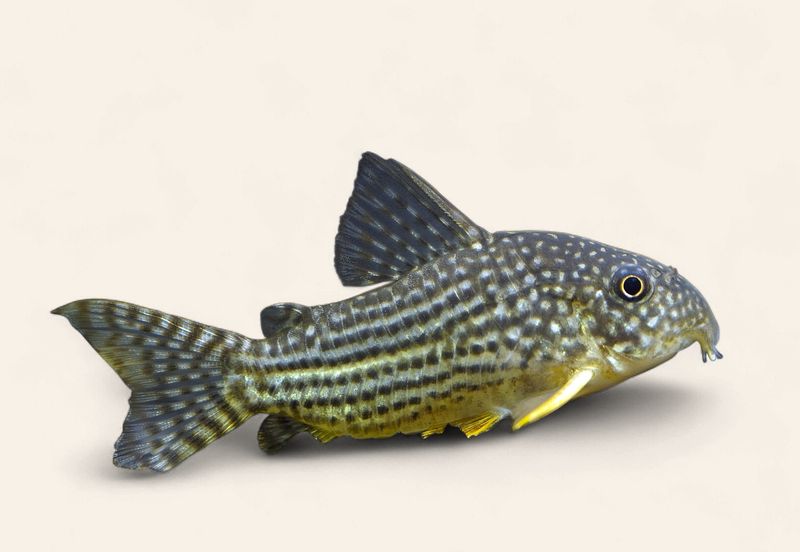 Gold Leopard (Sterbai) Cory
