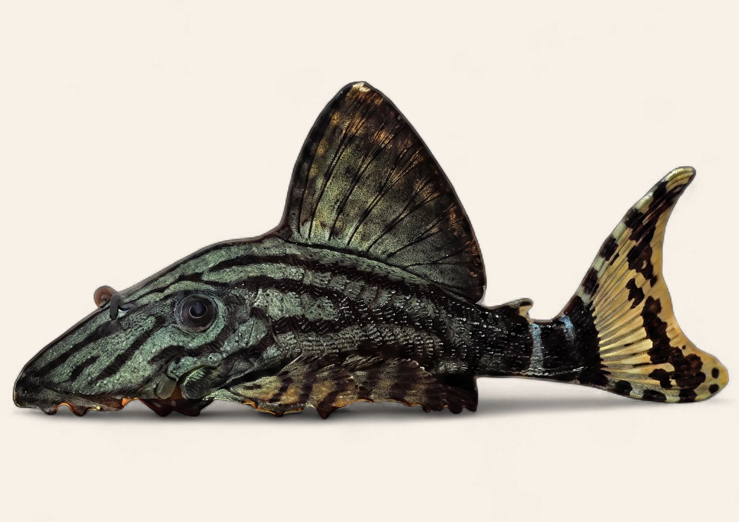 Royal Pleco L190