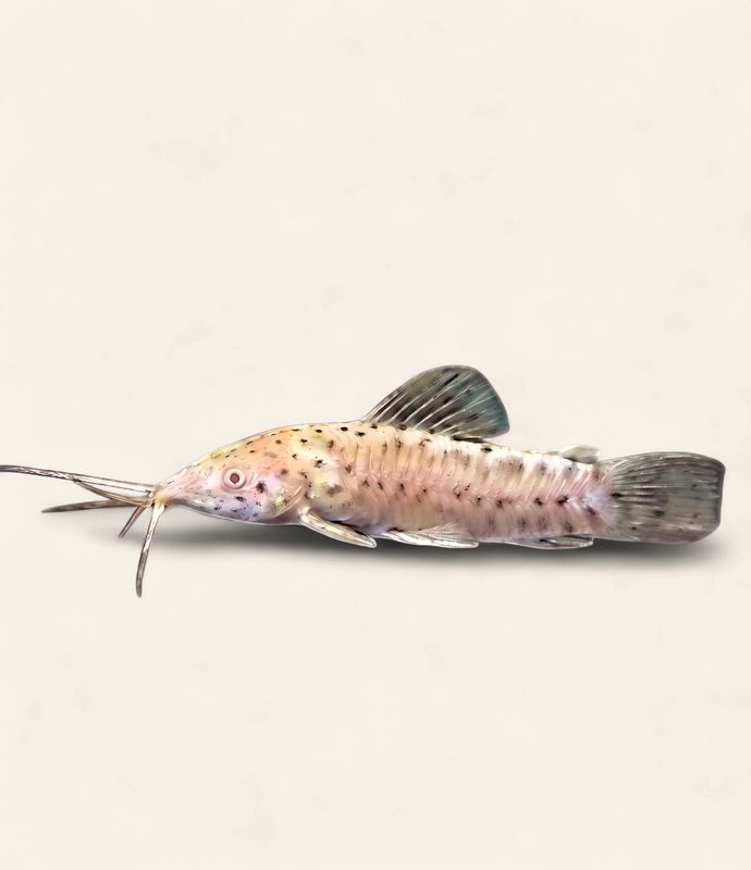 Hoplo Catfish