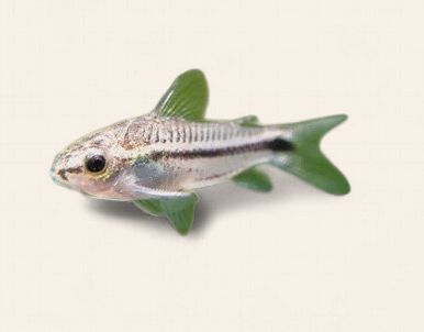 Pygmy Cory