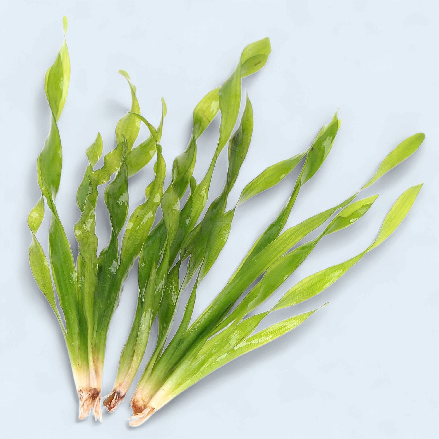 Vallisneria spiralis 'Torta' (Twisted Val)