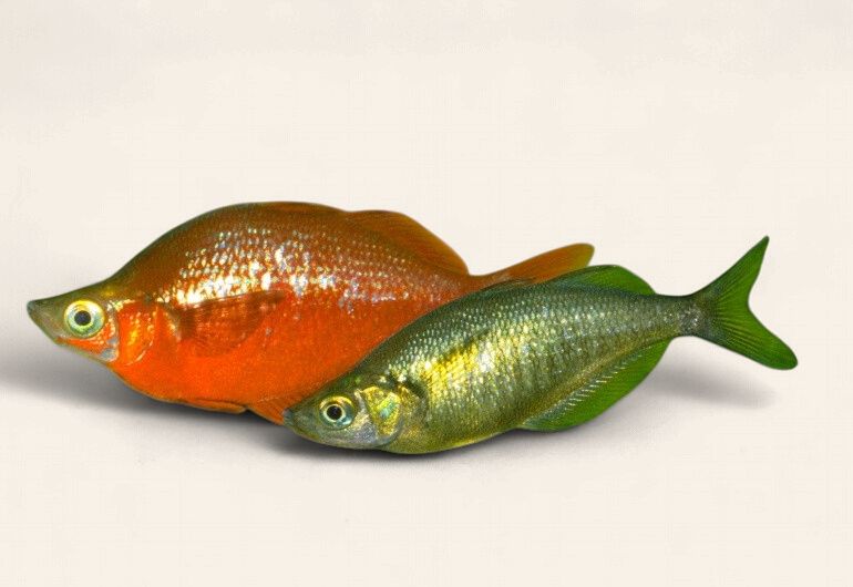 New Guinea Red Rainbow