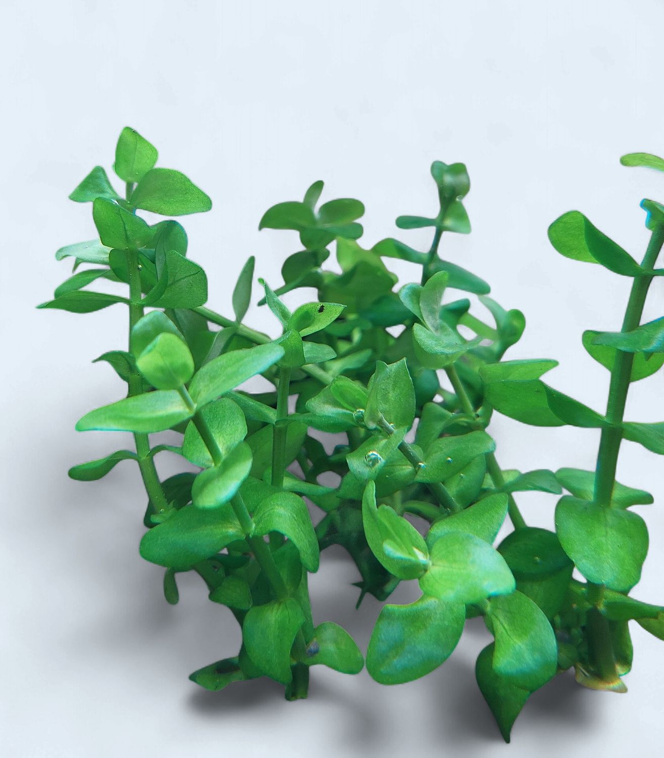 Bacopa Caroliniana
