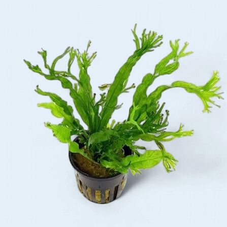 Microsorum pteropus ‘Windelov’ (Windelov Java Fern)