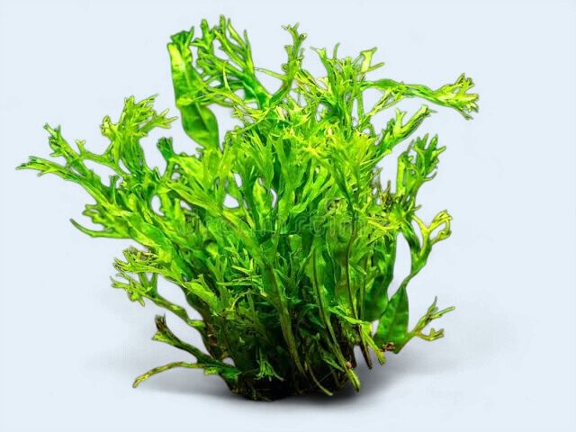 Microsorum pteropus ‘Windelov’ (Windelov Java Fern)