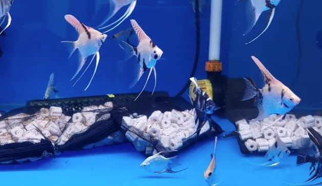 Angelfish - Assorted Mix