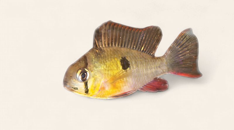 Bolivian (Butterfly) Ram