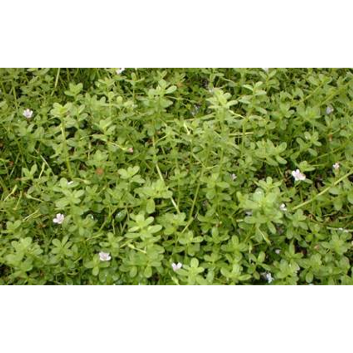 Bacopa monniera (Baby Tears)