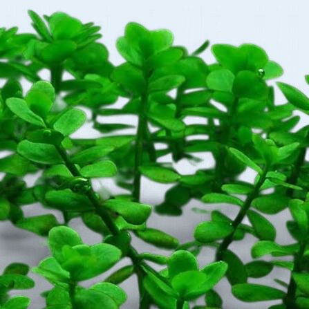 Bacopa monniera (Baby Tears)