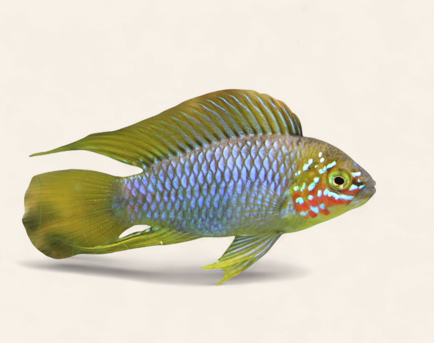 Apistogramma borellii - Pair