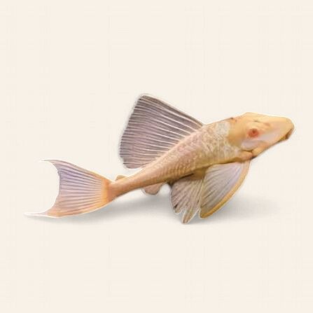 Albino Common Pleco