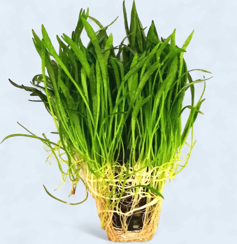 Lilaeopsis Novae-Zelandiae (Zelandia Chain Sword)