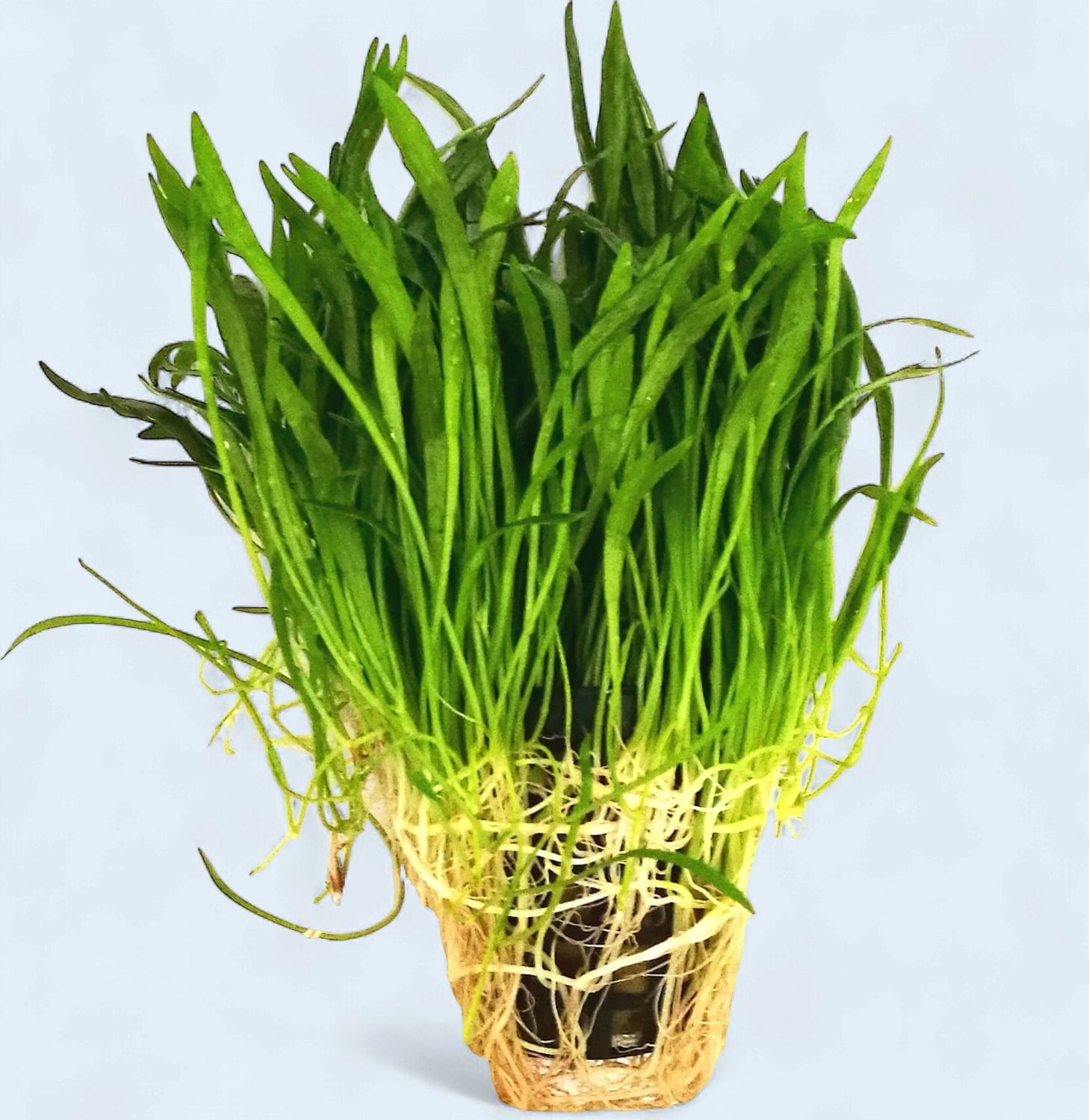 Lilaeopsis Novae-Zelandiae (Zelandia Chain Sword)