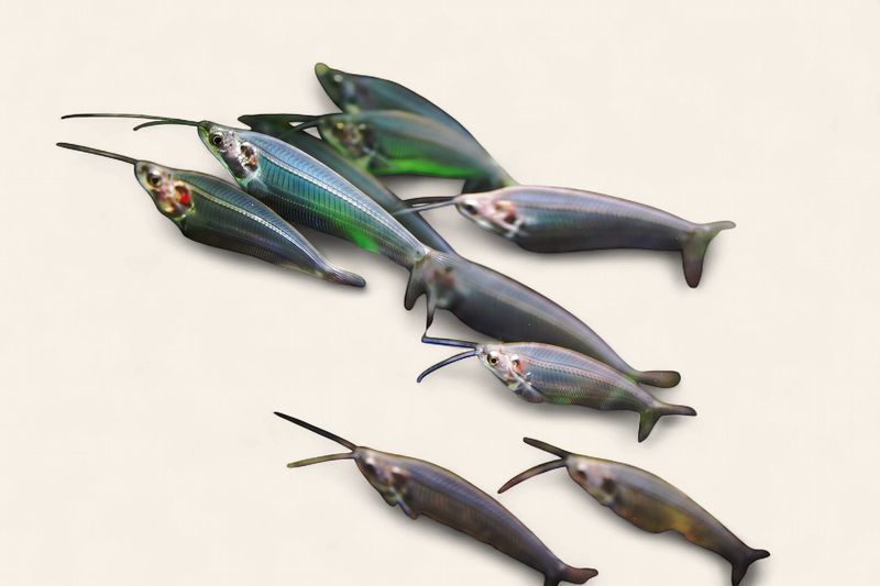 Glass Catfish