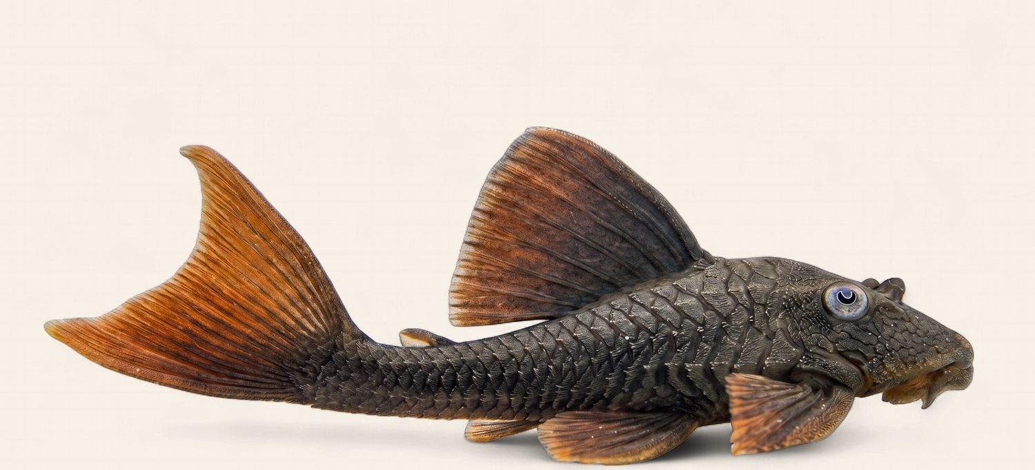 L137 Blue Eyed Red Fin Pleco