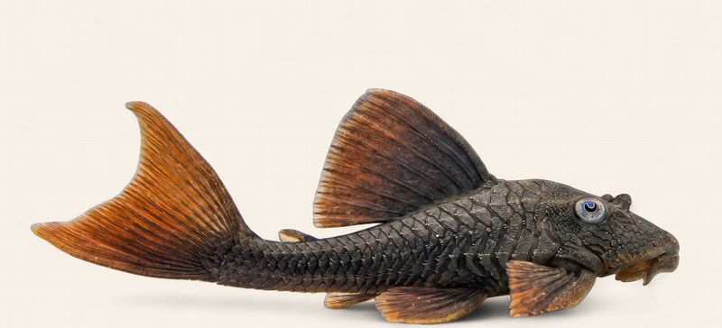 L137 Blue Eyed Red Fin Pleco