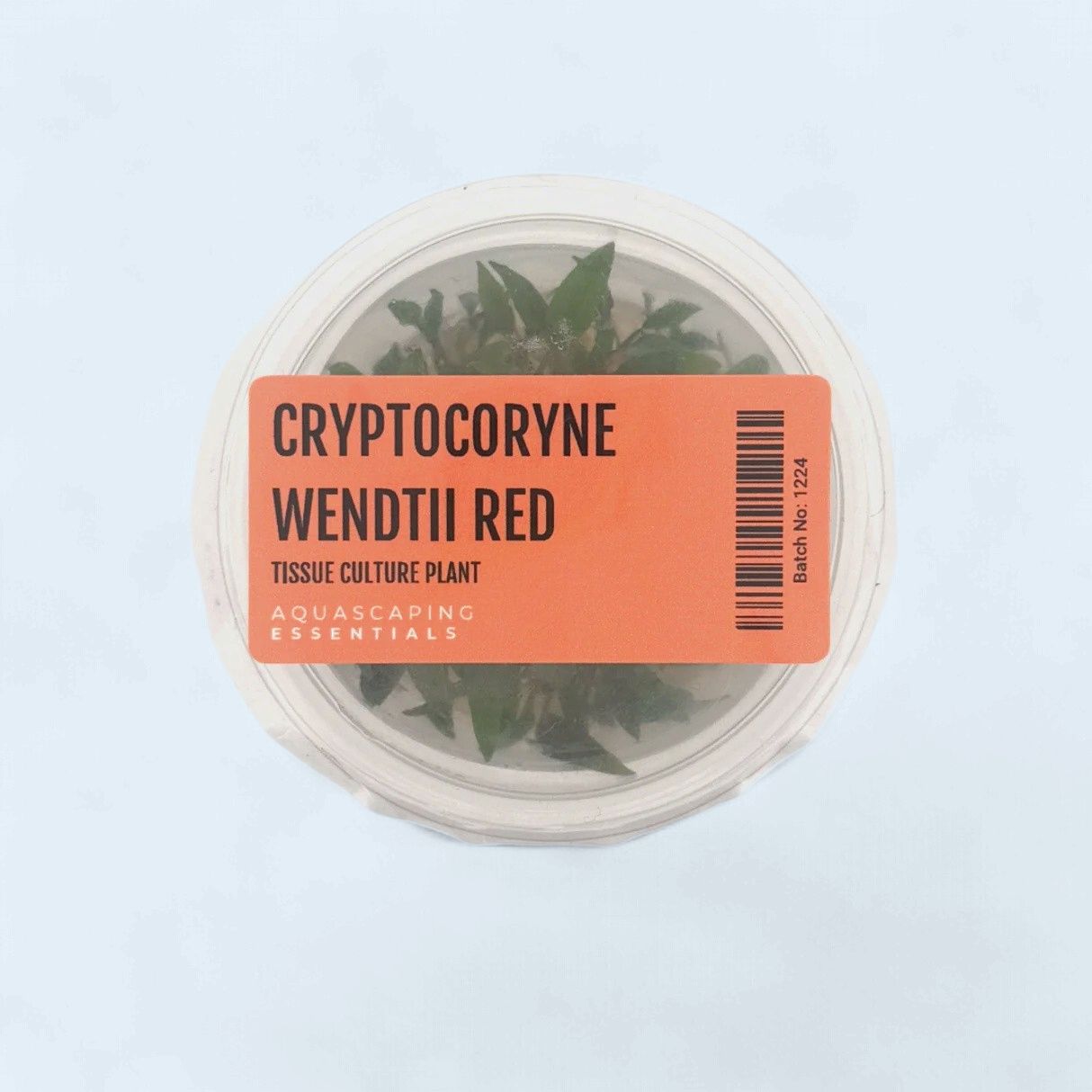 Cryptocoryne Wendtii Red Tissue Culture