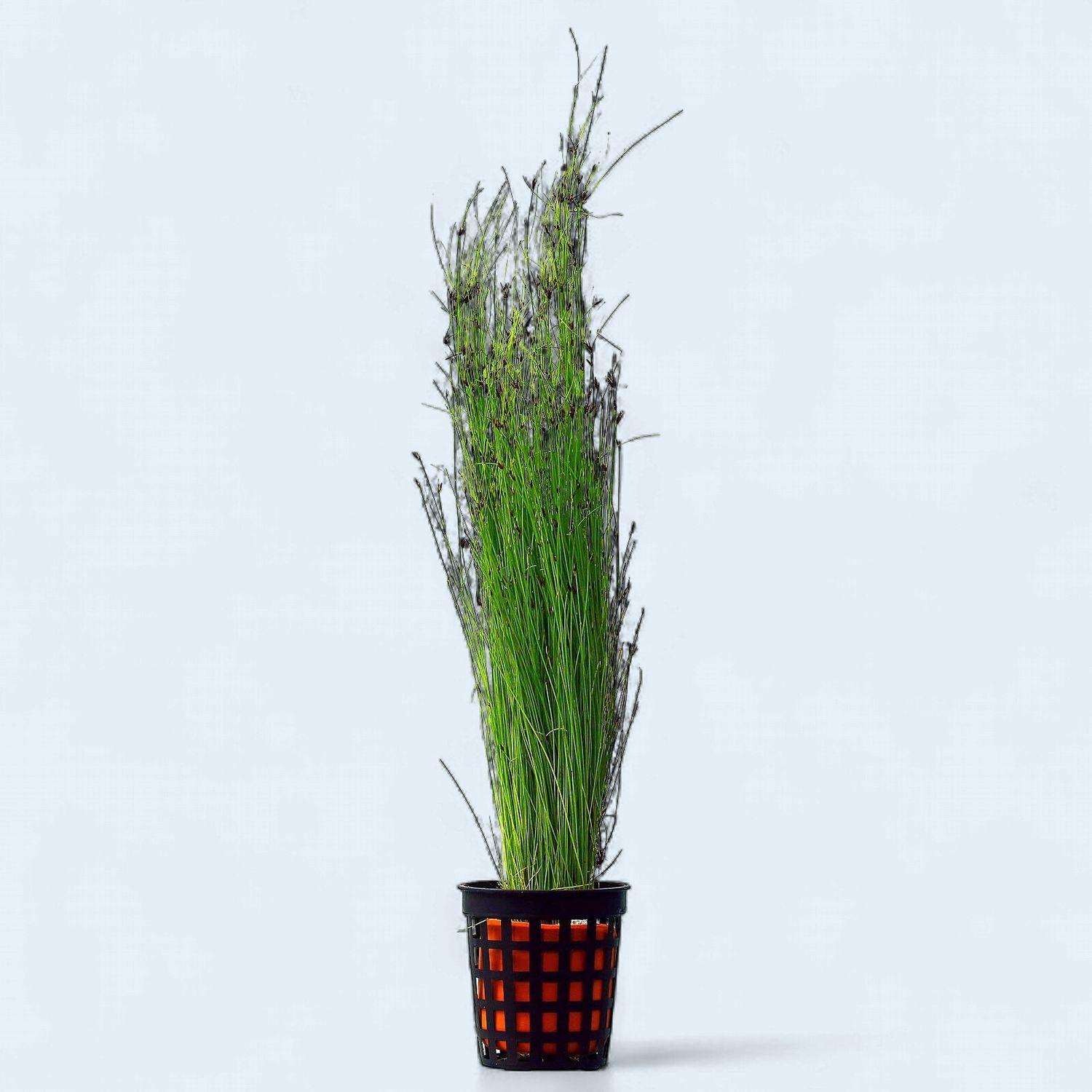 Eleocharis parvulus (Hair Grass)