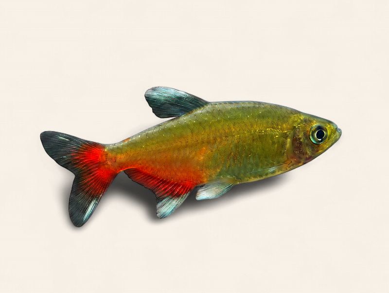 Green Fire Tetra