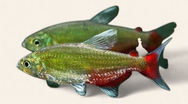 Green Fire Tetra