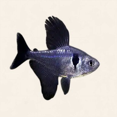 Black Phantom Tetra