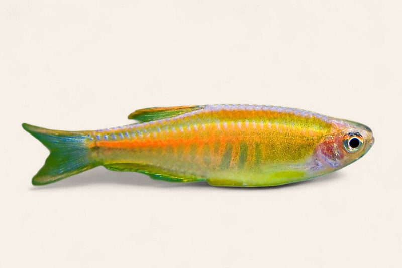 Glowlight Danios