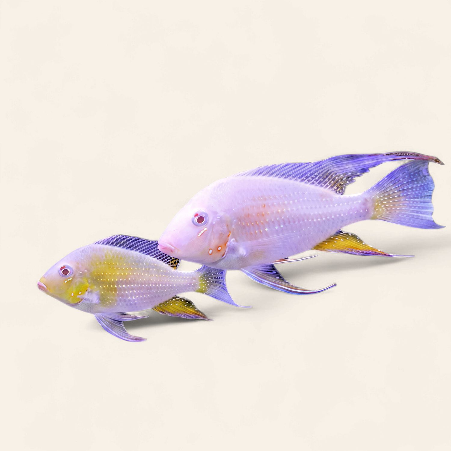 Albino Threadfin Acara
