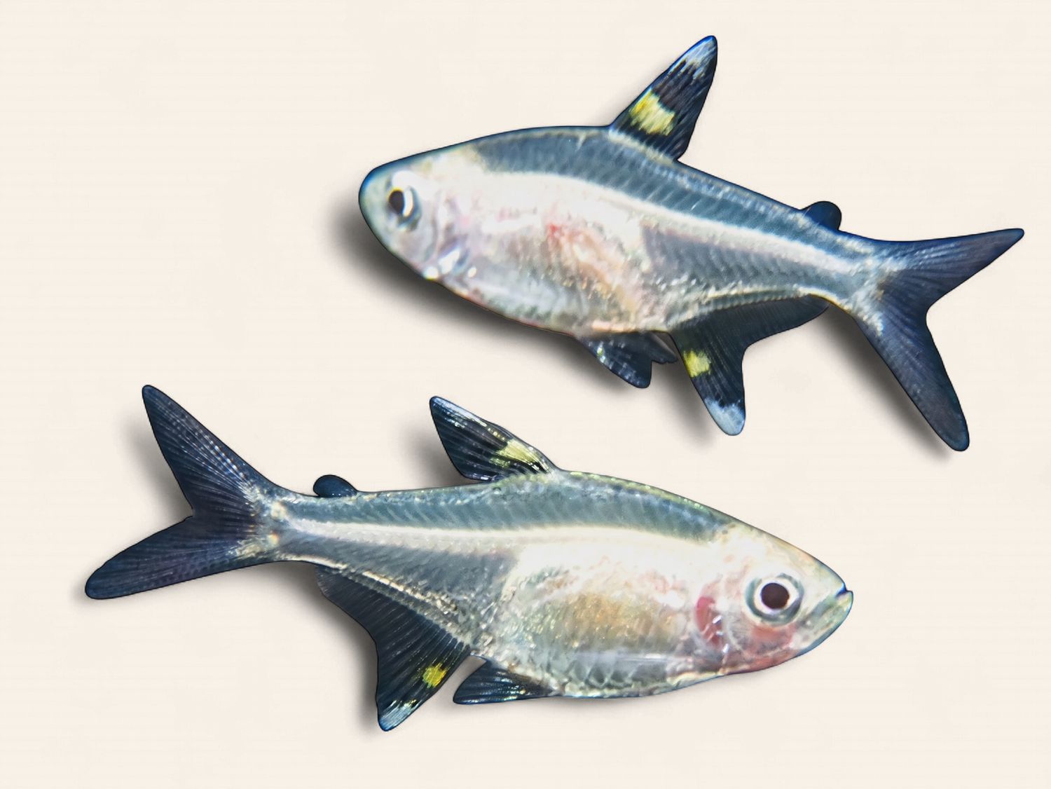 Golden X-Ray/Pristella Tetra