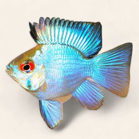 Electric Blue Balloon Ram