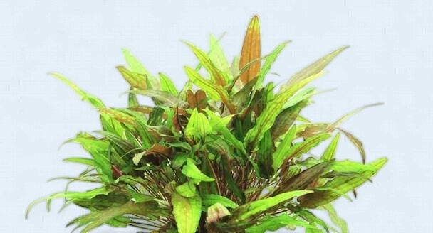 Cryptocoryne Wendtii 'Green'”