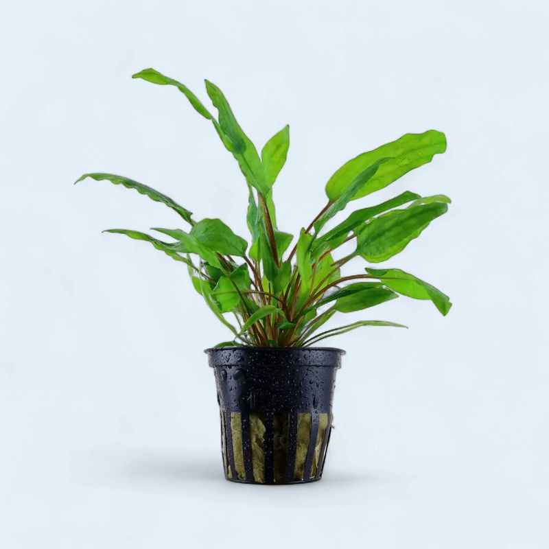 Cryptocoryne Wendtii 'Green'”