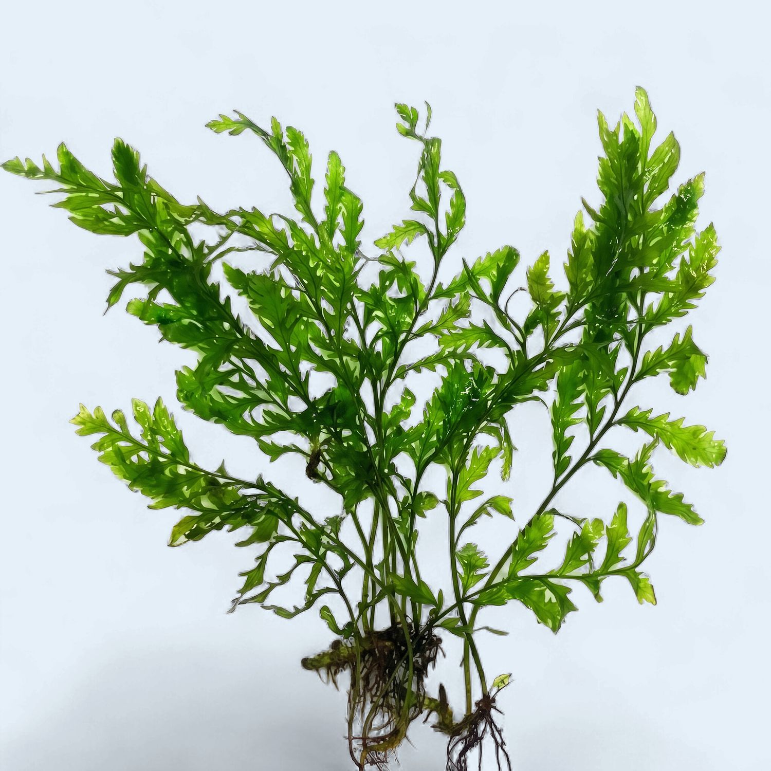 Bolbitis Heudelotii (African Water Fern)