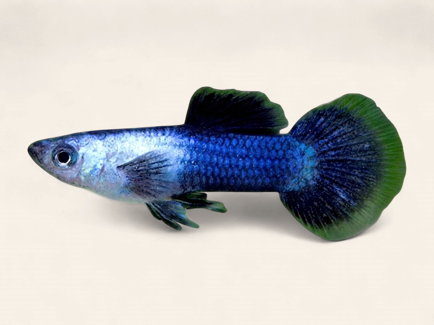 Guppy - Electric Blue Panda
