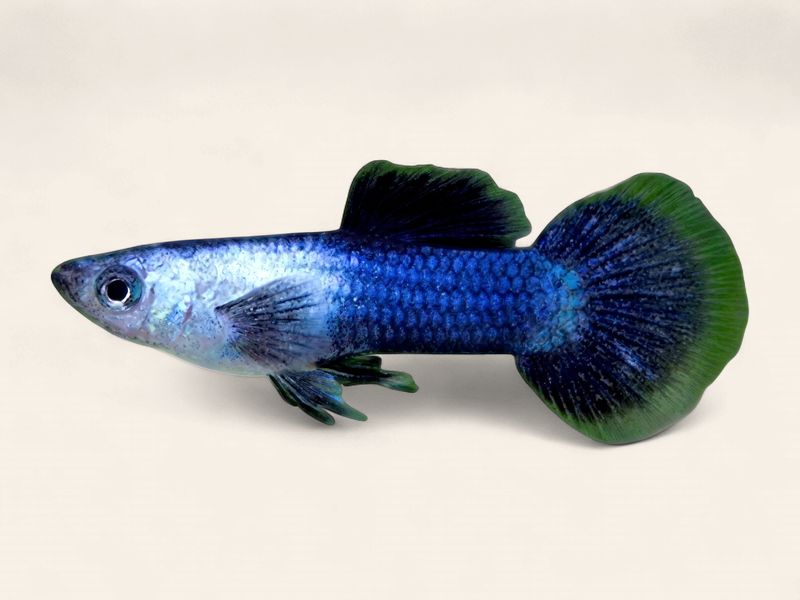 Guppy - Electric Blue Panda