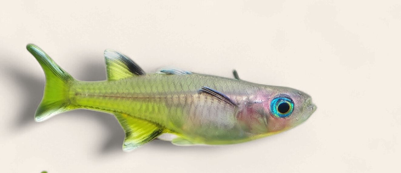 Signifer/Pacific Blue Eye Rainbow