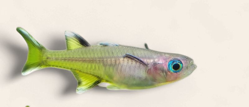 Signifer/Pacific Blue Eye Rainbow