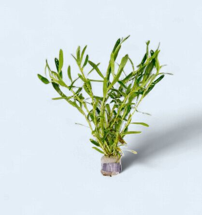 Heteranthera Zosterfolia (Stargrass)