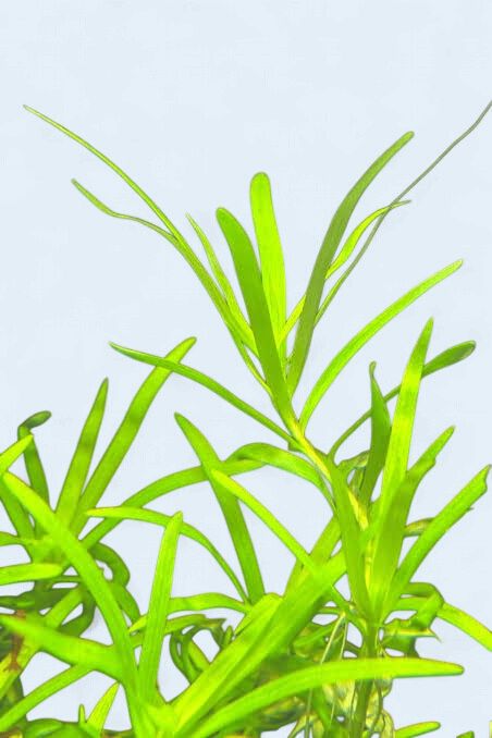 Heteranthera Zosterfolia (Stargrass)