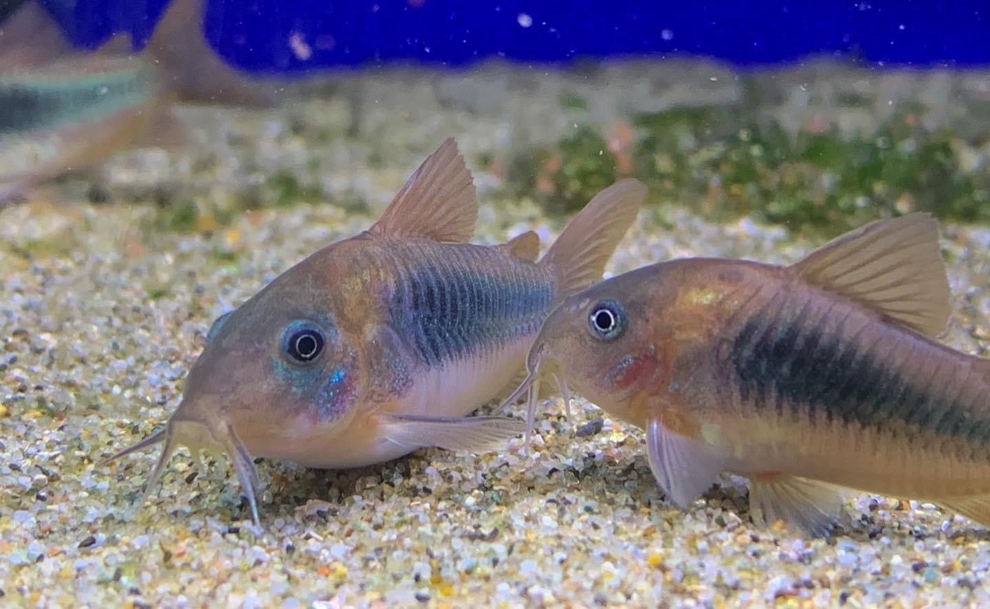 Bronze Cory, Fin length: Standard Fin