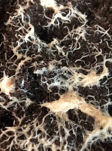 Live Whiteworm Culture