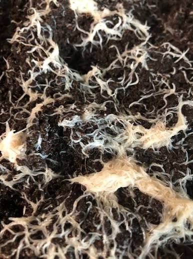 Live Whiteworm Culture