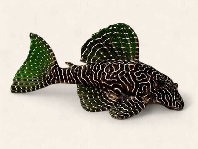 L260 Queen Arabesque Pleco