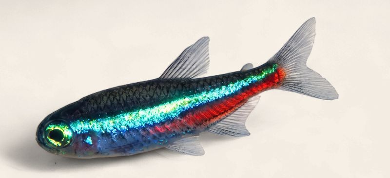 Green Neon Tetra
