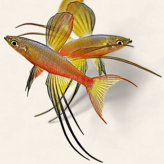 Threadfin Rainbow