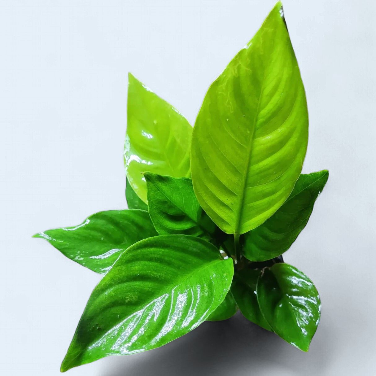 Anubias Angustifolia