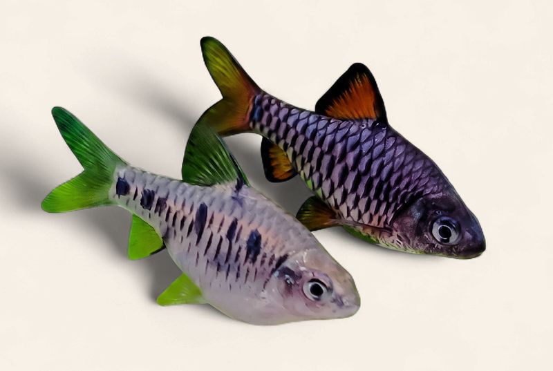 Checker Barb
