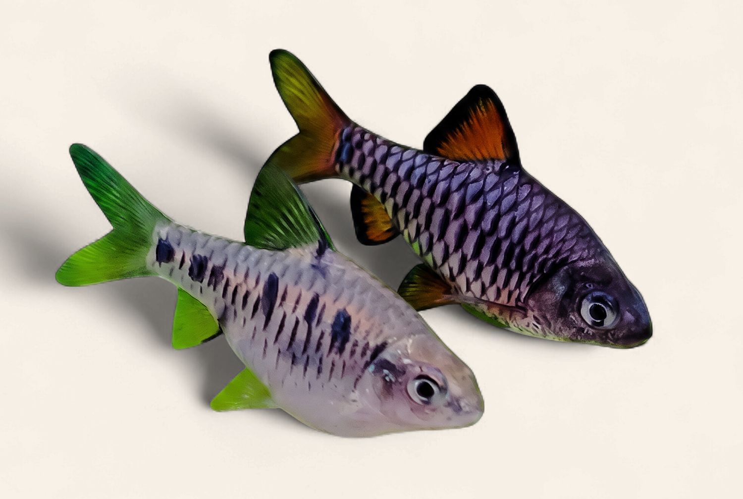 Checker Barb