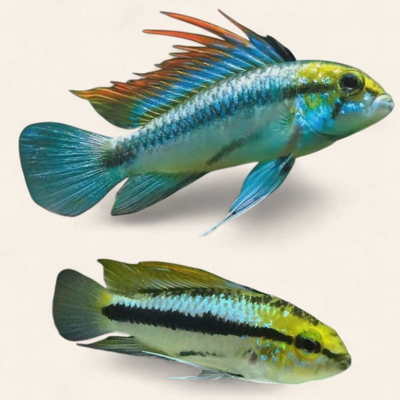 Apistogramma Trifasciata